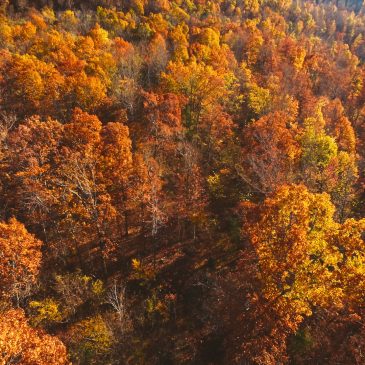 Fall Leaves in Arkansas